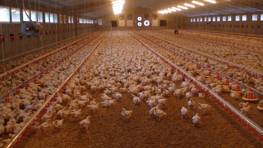 Gefahr aus dem Stall – tödliche Keime aus der Massentierhaltung