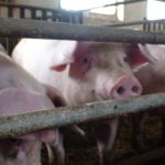 Gefahr aus dem Stall – tödliche Keime aus der Massentierhaltung