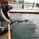 Wale in der Lärmfalle! Offshore contra Naturschutz