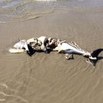 Wale in der Lärmfalle! Offshore contra Naturschutz