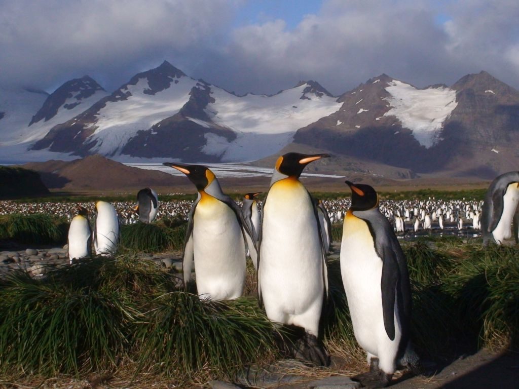 Kreuzfahrt ins ewige Eis.  Mit vier Sternen zu den Pinguinen