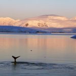 Kreuzfahrt ins ewige Eis.  Mit vier Sternen zu den Pinguinen