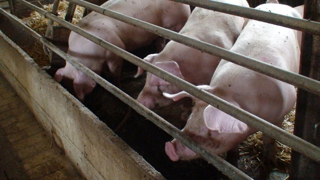 Angst vor der Schweinegrippe! Deutschland zwischen Wahn und Sinn