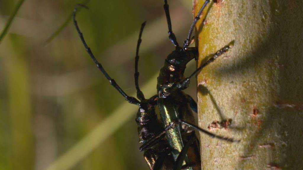 Das große Insektensterben