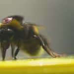 Das große Insektensterben