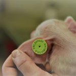 Killerkeime aus dem Stall