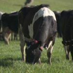 Bio  zwischen Wahn und Sinn