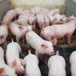 Tödliche Keime – Wenn Antibiotika nicht mehr wirken