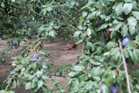 Obst ohne Gift – Wenn Natur die Chemie ersetzt