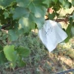 Obst ohne Gift – Wenn Natur die Chemie ersetzt