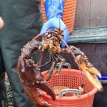 Helgoland – Wilde Welt am roten Felsen