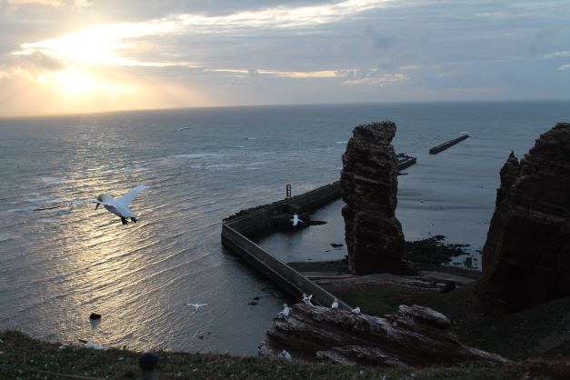 Robben, Schnaps und keine Gäste – Helgoland in der Krise