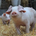 Neue Lust auf gutes Fleisch