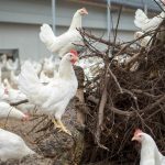 Neue Lust auf gutes Fleisch