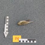 Die Vögel verschwinden – Hilfe für bedrohte Arten