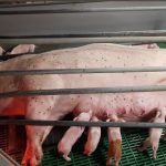Angst vor der Schweinegrippe! Deutschland zwischen Wahn und Sinn
