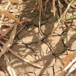 Krieg, Klimawandel, Hungersnot – Globale Landwirtschaft in der Krise     